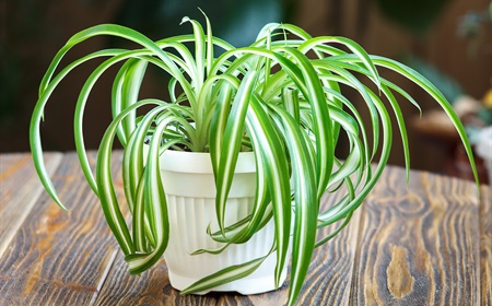The grass lily as an office plant