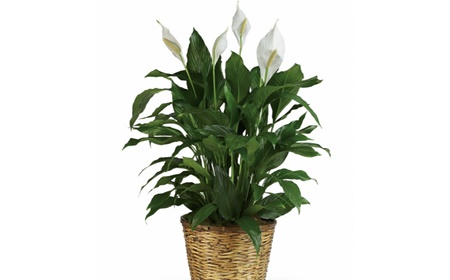 Spoon plant as an office plant
