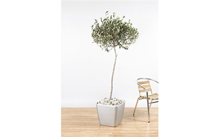 Olive tree rental as an office plant?