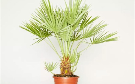 Renting the European dwarf palm as an office plant